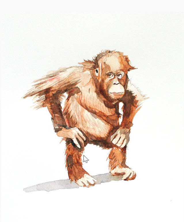 Monkey